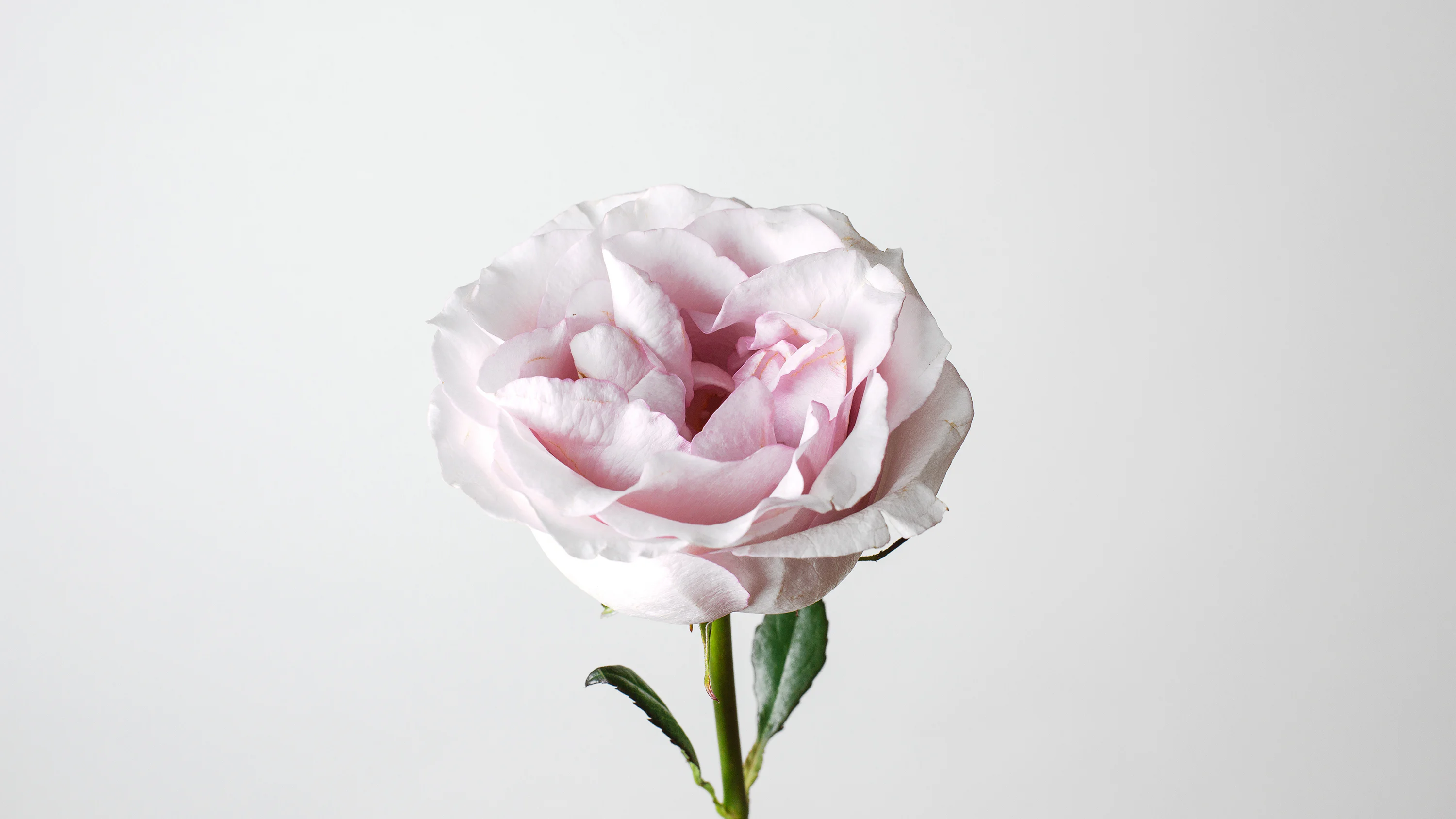 The English Garden Rose