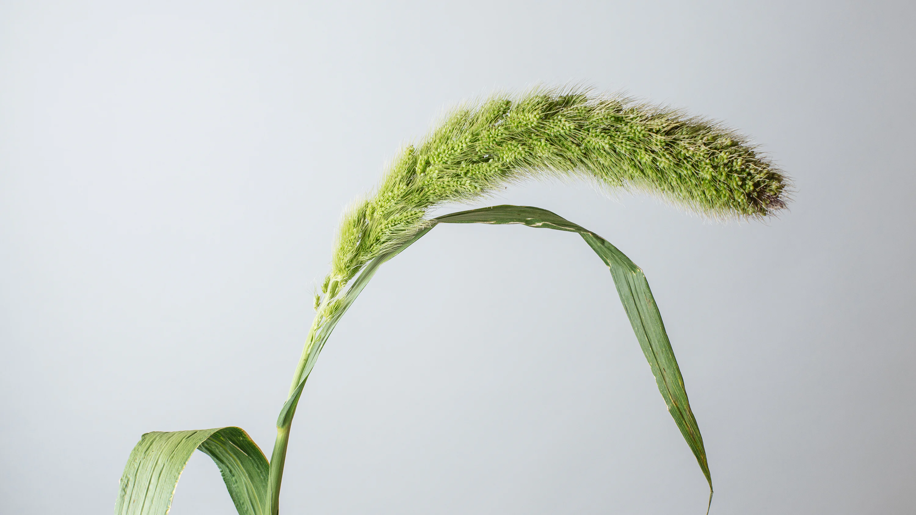 Setaria