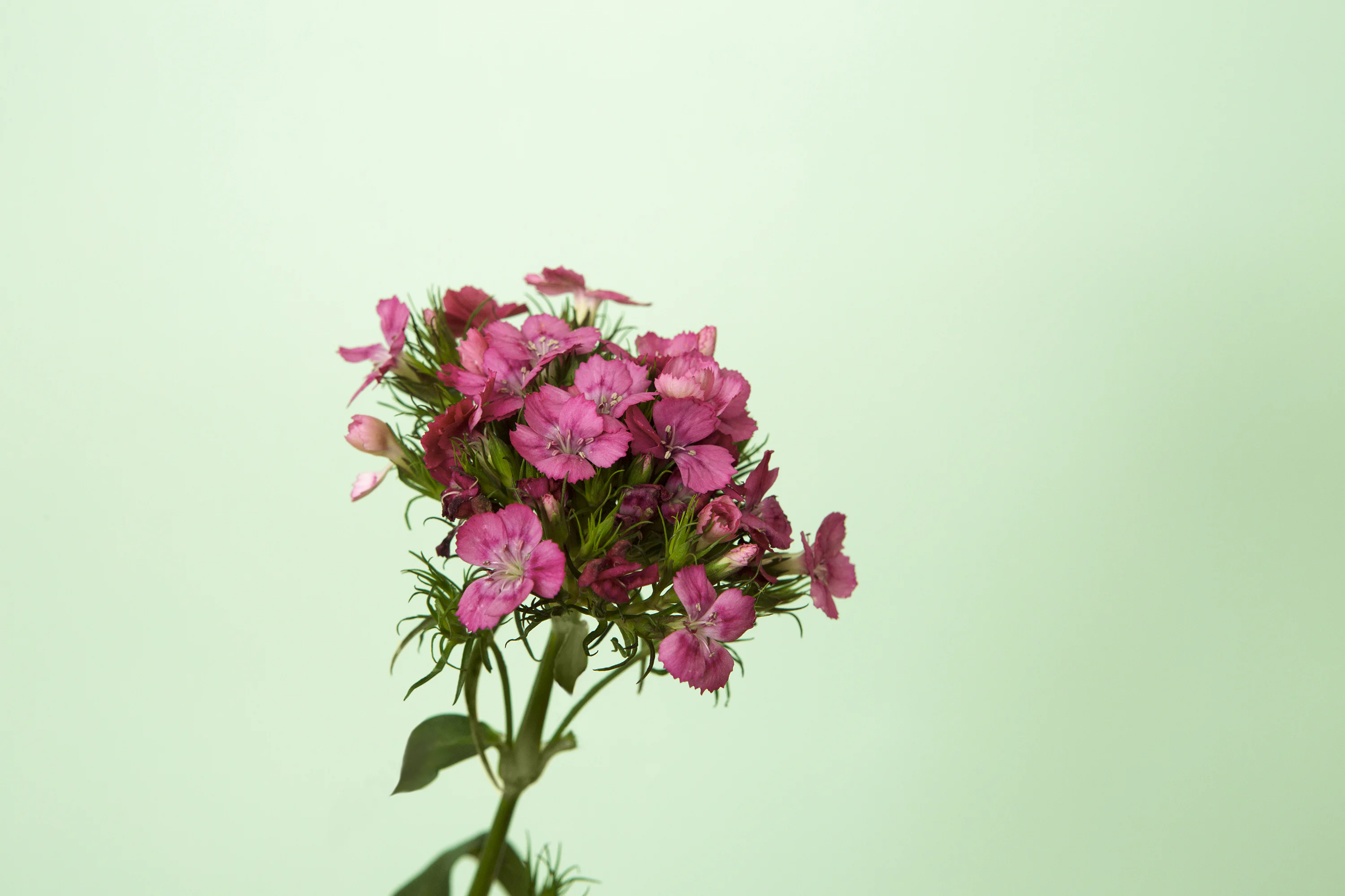 Sweet William