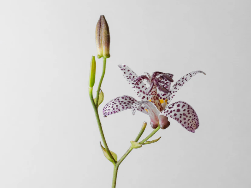 Toad Lily