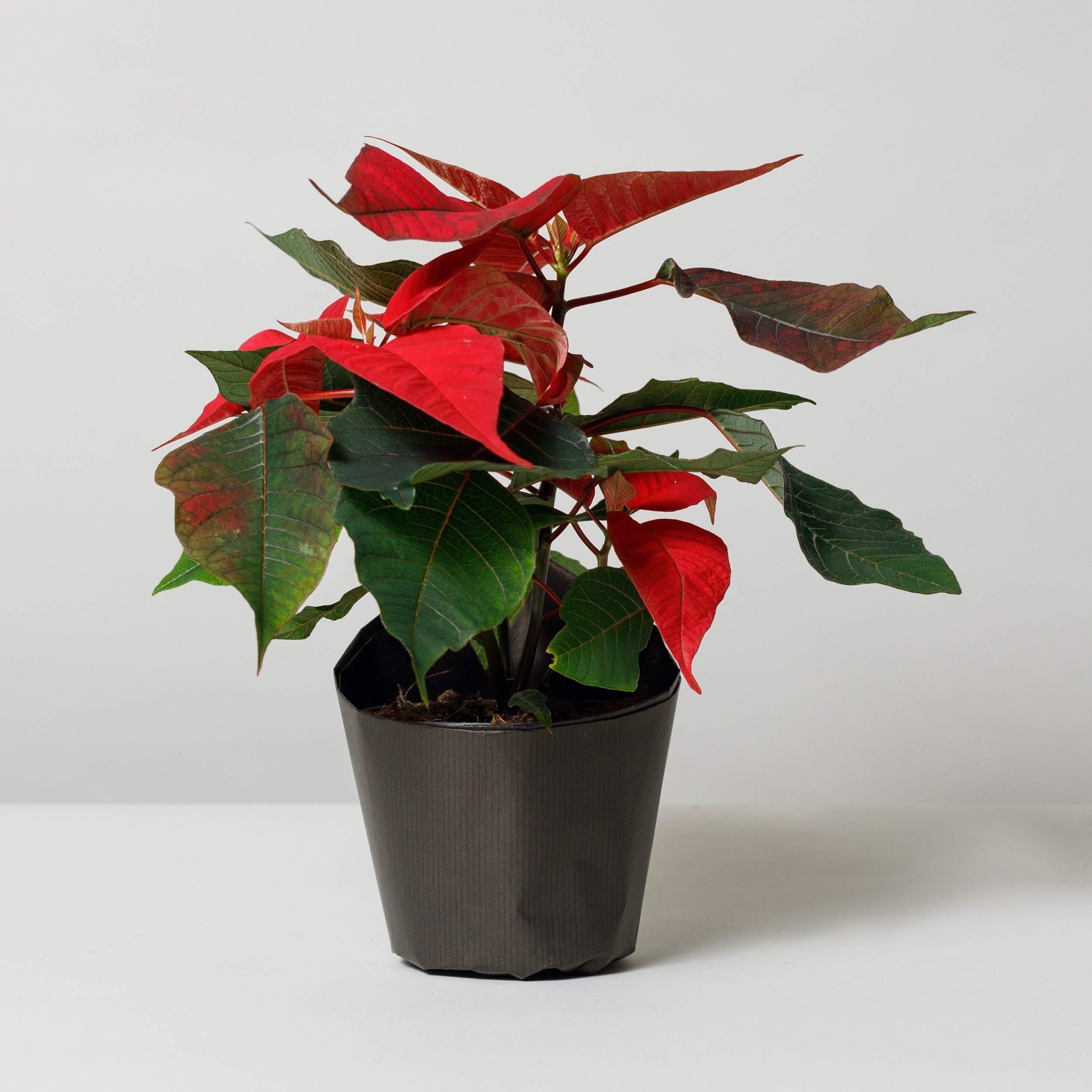 Poinsettia