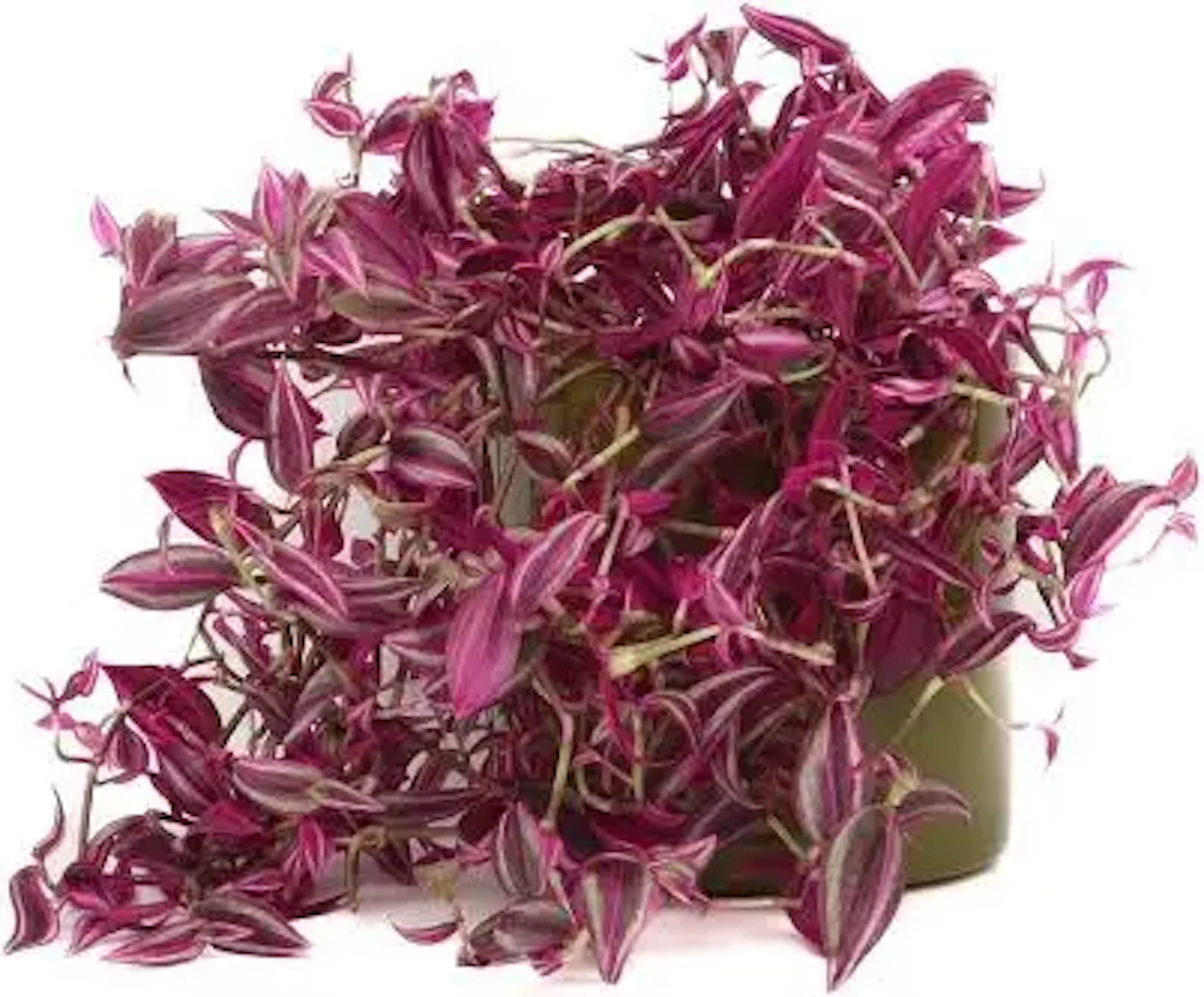 Original by Belle de Jour — flowers available for delivery from Floom