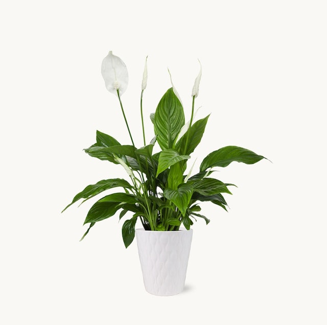 Peace Lily