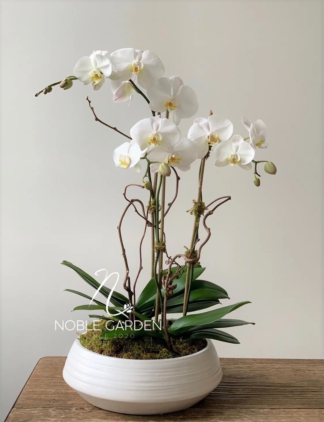 Orchid plant in vase