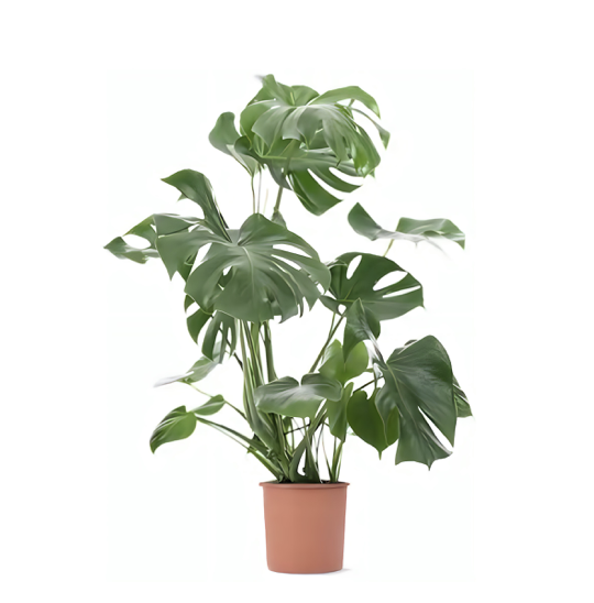 Monstera Large