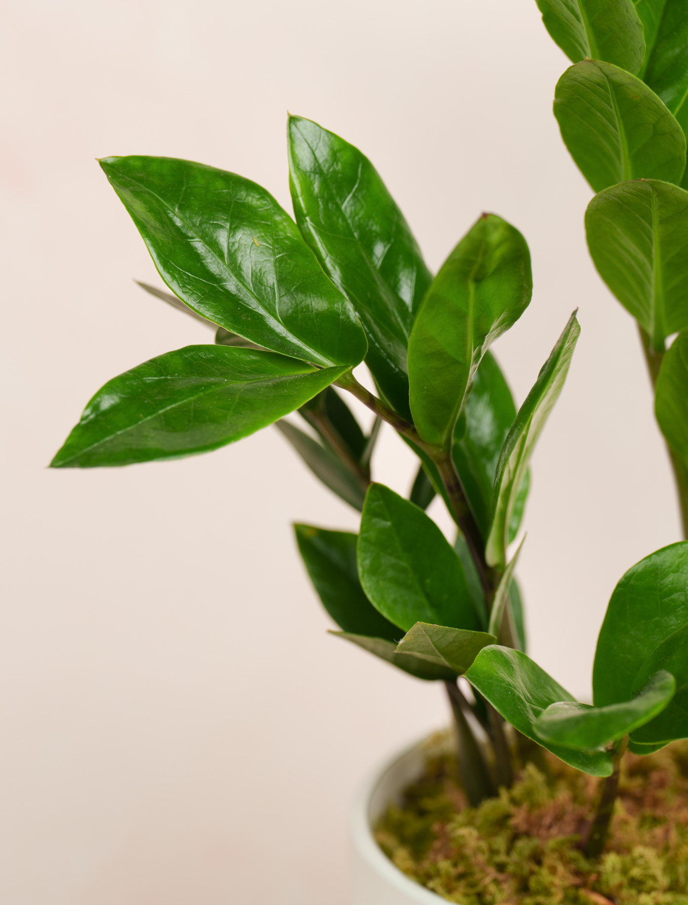 ZZ Plant by Ode a La ROSE- Chicago  — flowers available for delivery from Floom