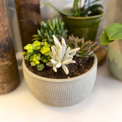ECHEVERIA BOWLPLANTER