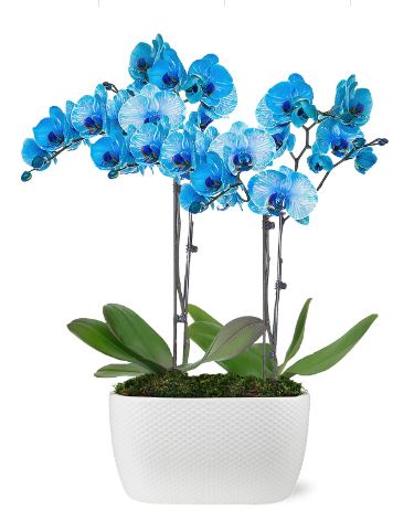 洋蘭 ORCHID FLOWERS 1cbae1c3-147d-45ab-a6fe-