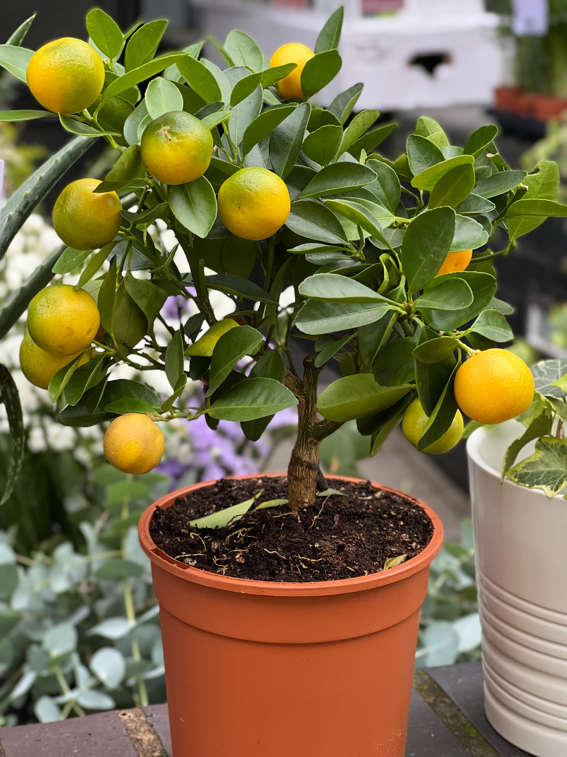 Orange tree