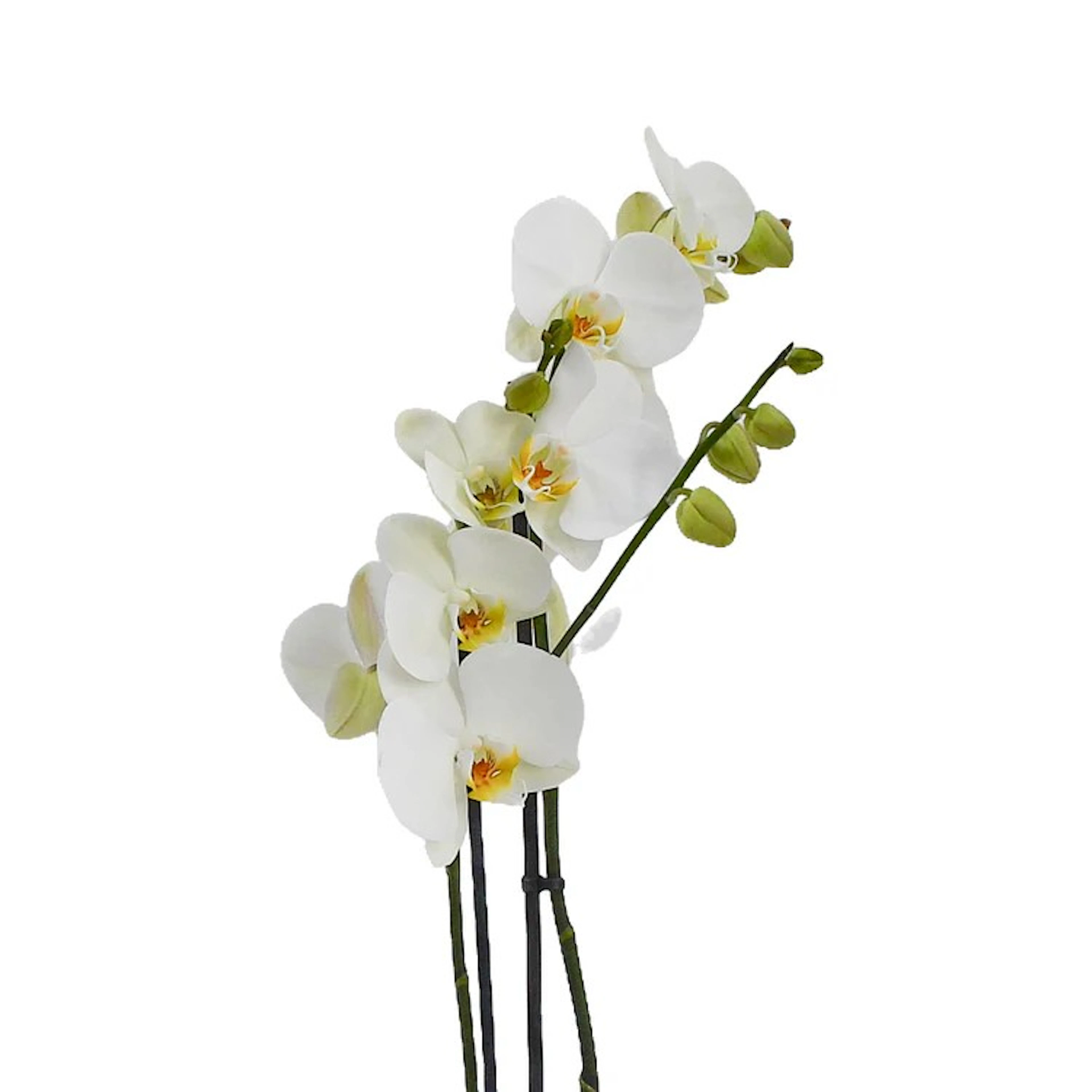 Original by Flowers & Plants Co — flowers available for delivery from Floom