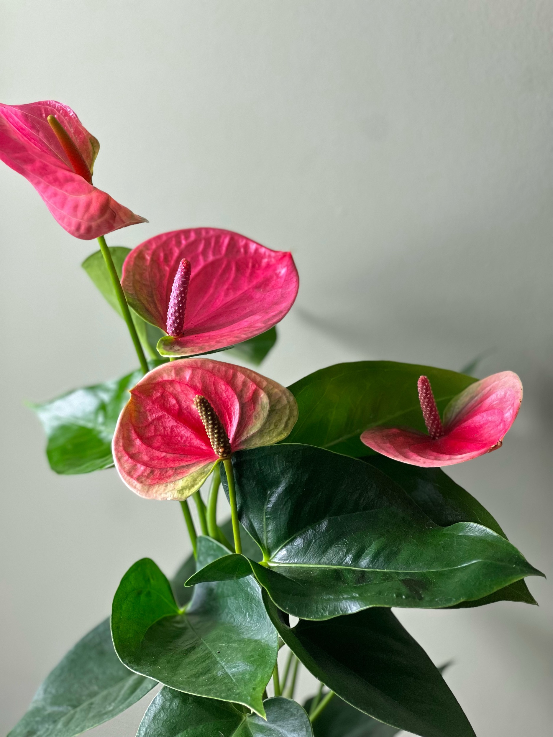 Pink Anthurium