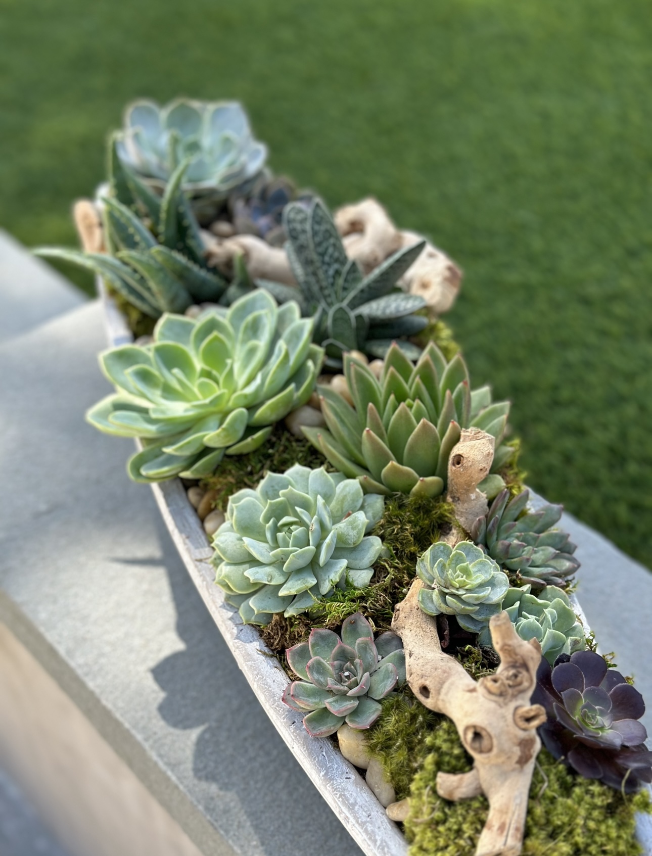 Succulent Boat
