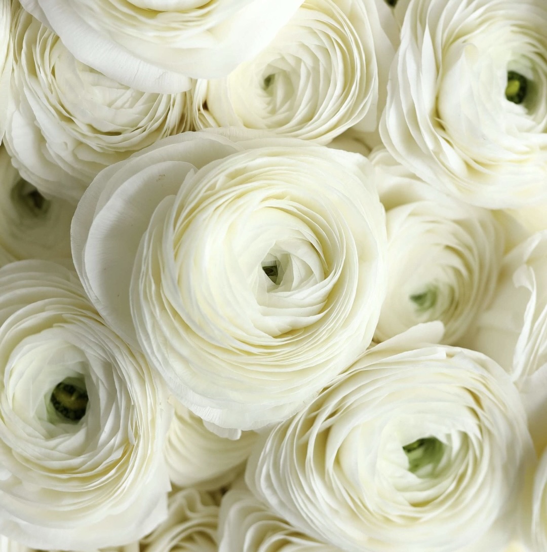 White Ranunculus