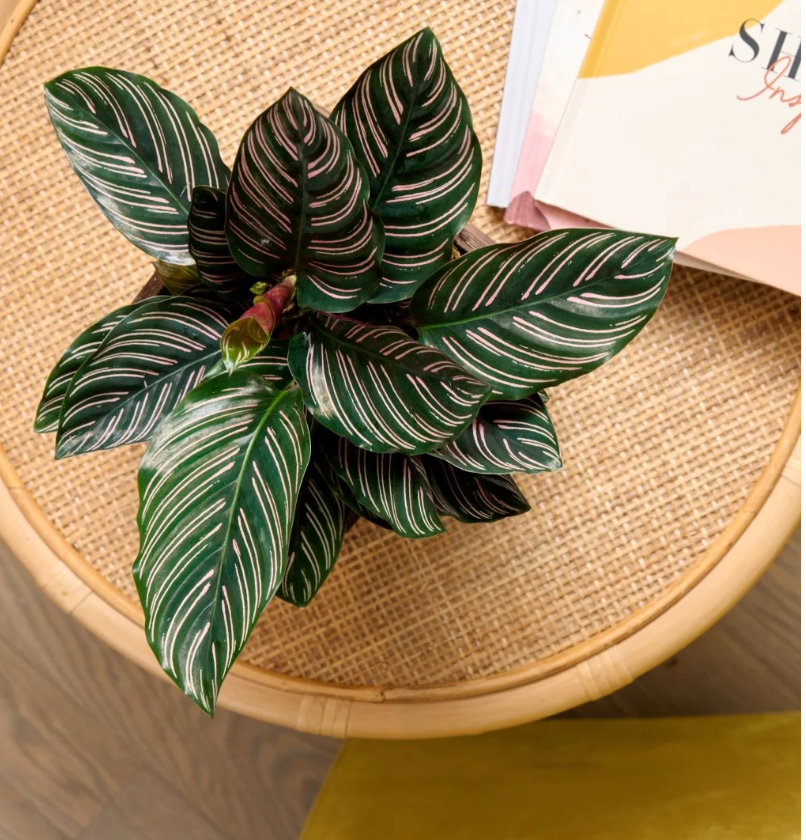 Pinstripe - Pink pot