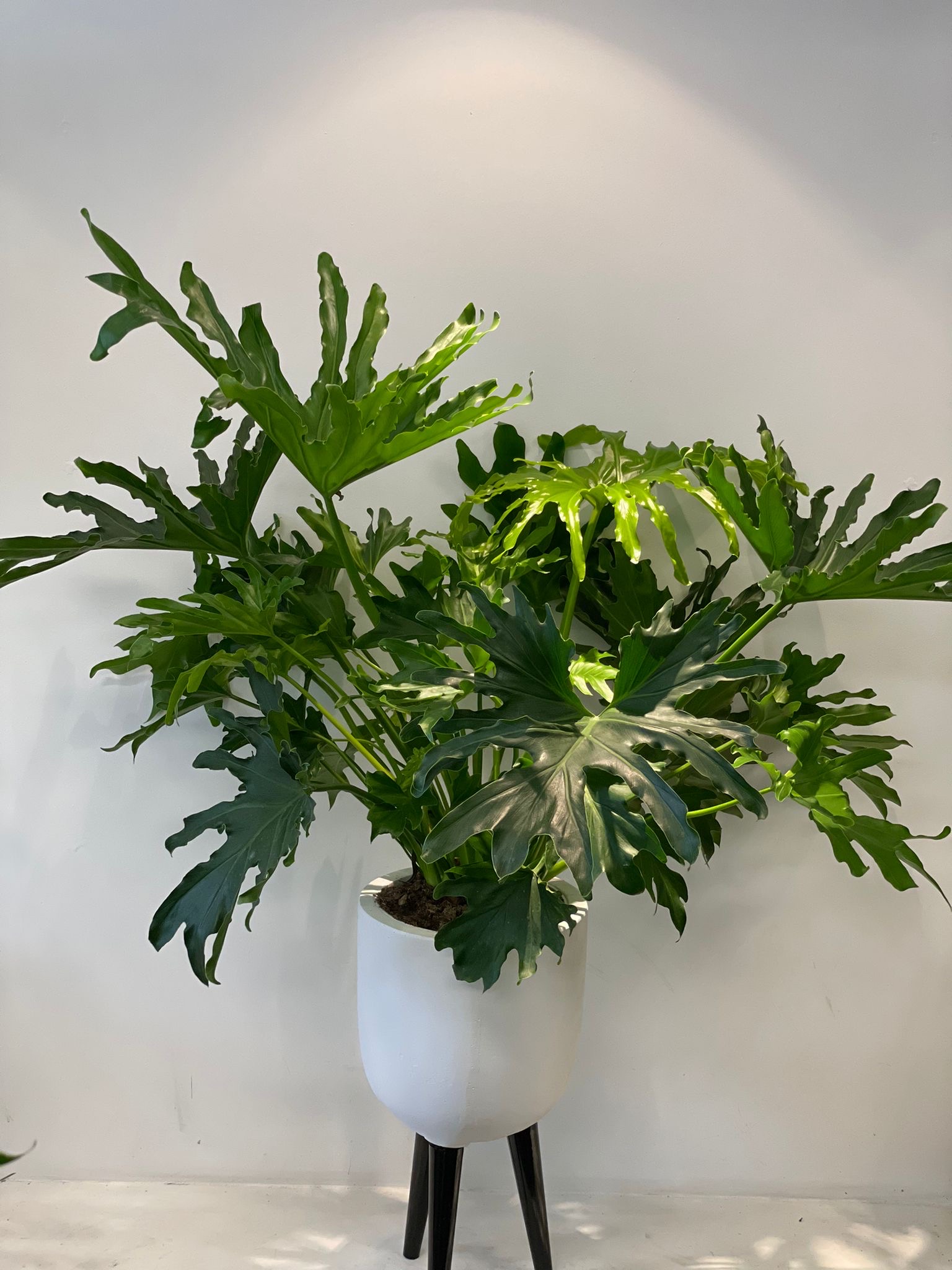 Plant-Beautiful pot