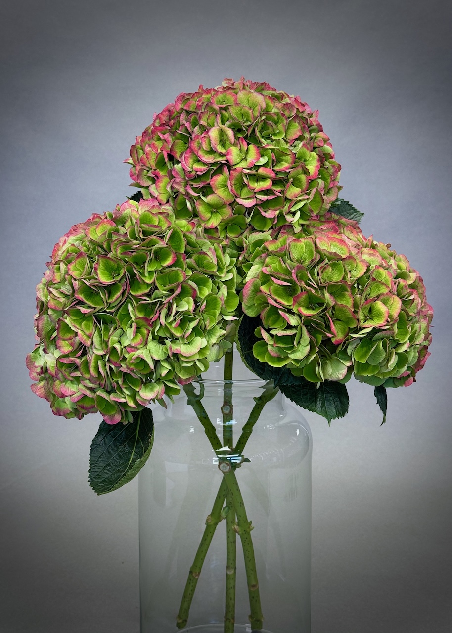 Original by Maples Flowers — flowers available for delivery from Floom