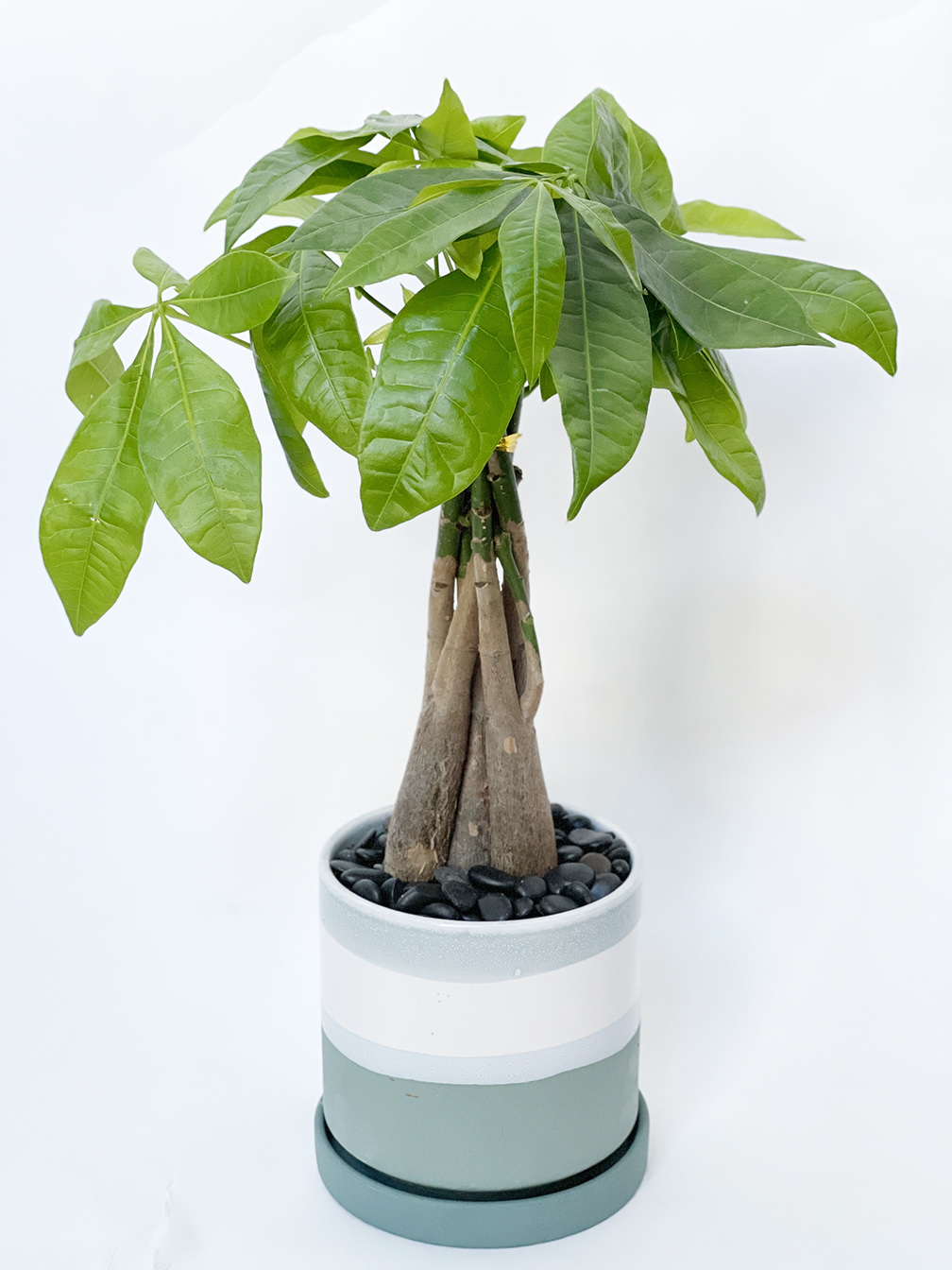 Money Tree