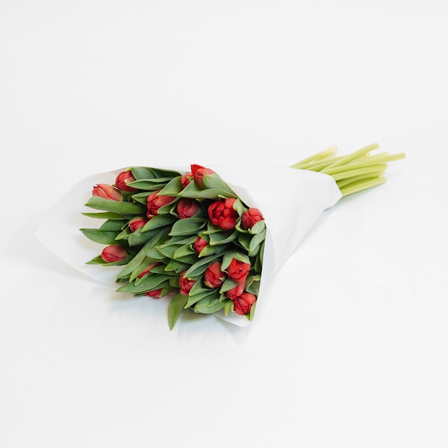 Roaring red Tulips