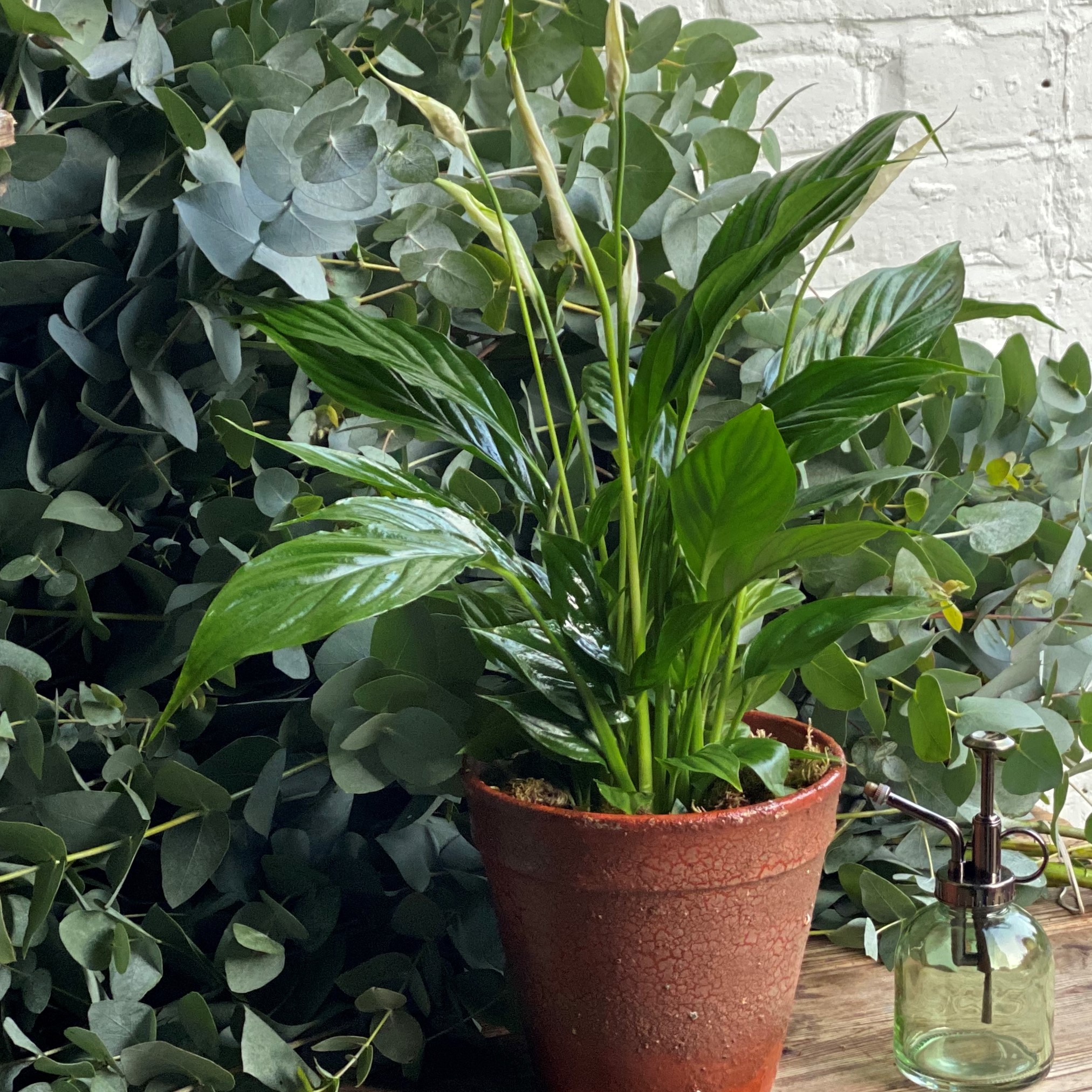 Peace Lily Planter