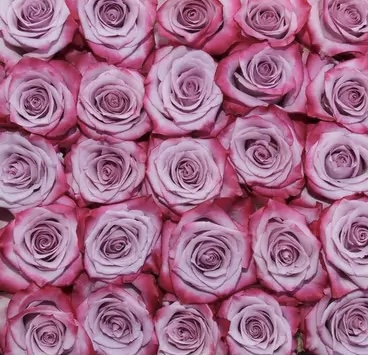 18 sweet purple & red