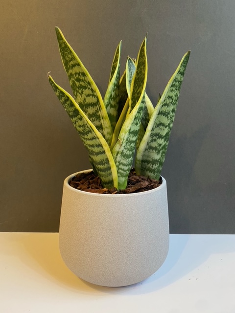 Sanseveria in pot