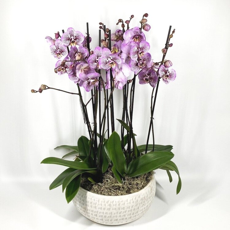 Orchid Planter Pink