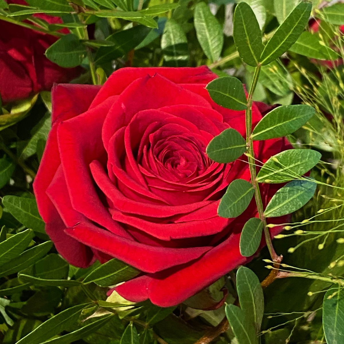 Cupid's Bow 12 Roses