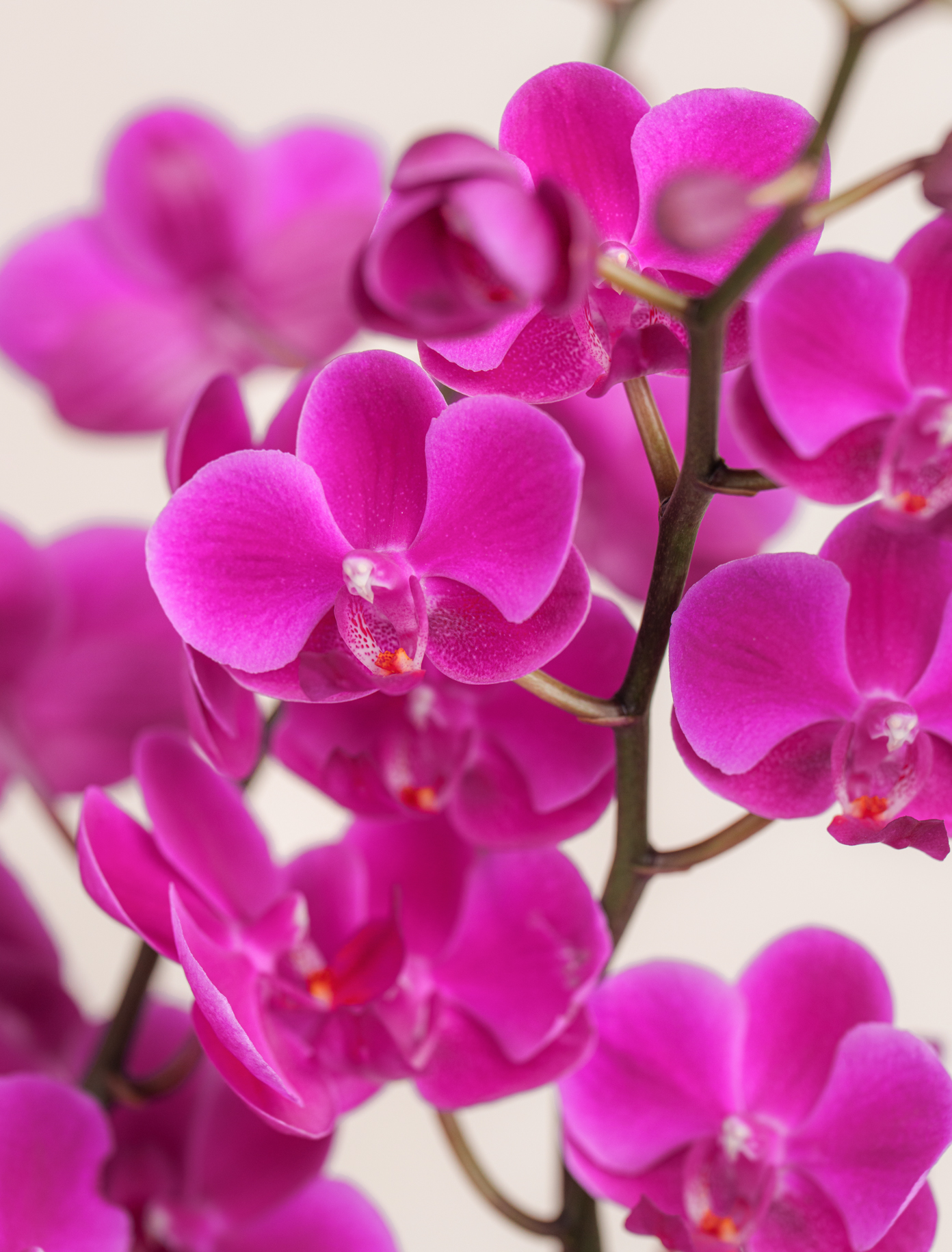 Double Magenta Orchid