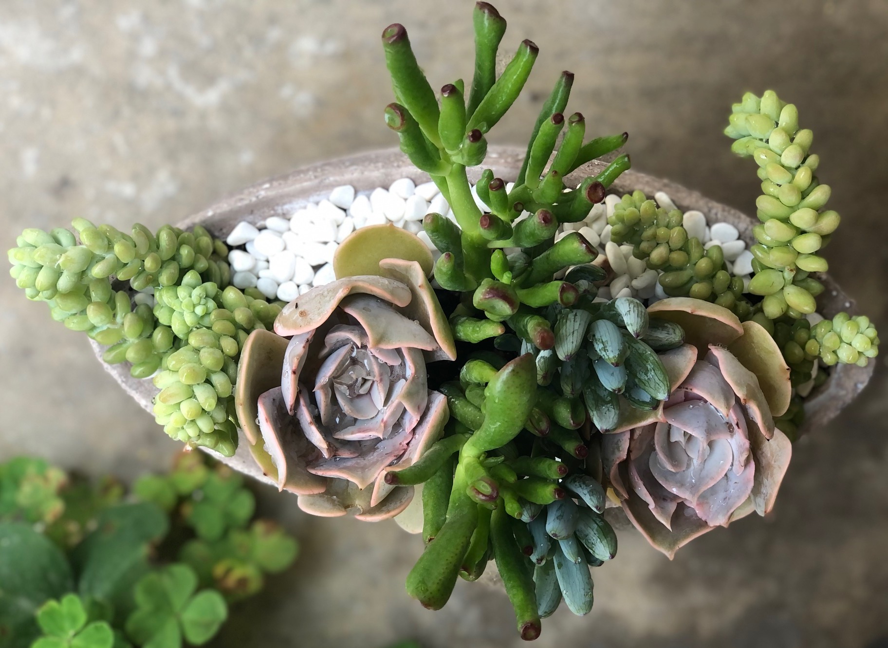 Succulents In Boat