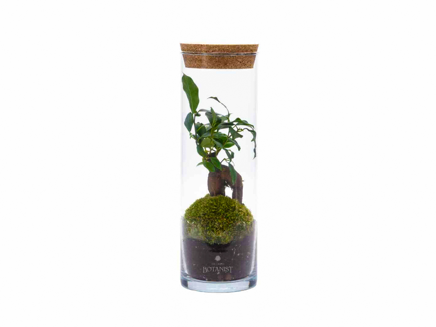 Bonsai Terrarium