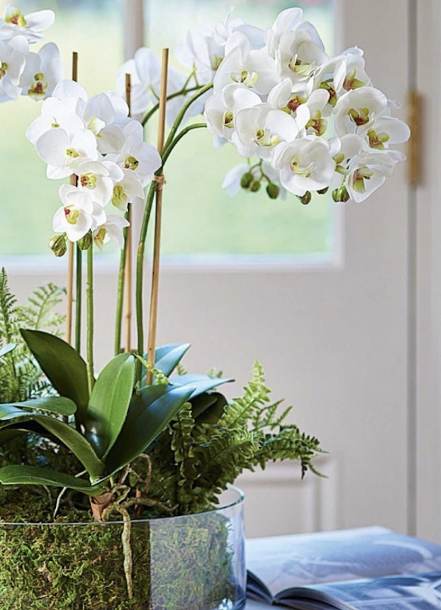 Organic Style Orchids