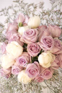 Lavender classic