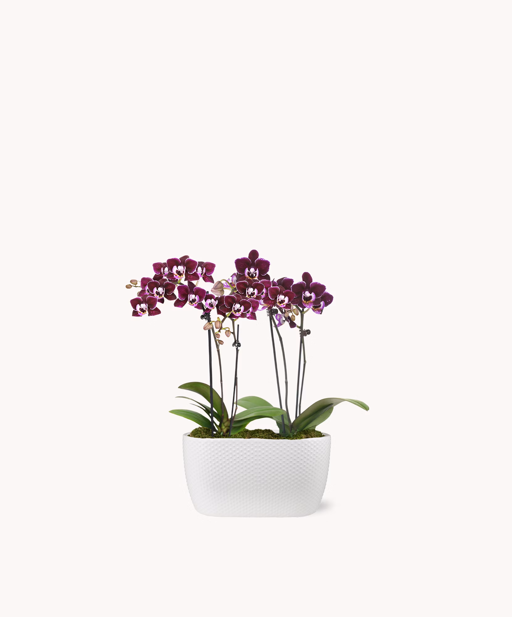 Amalfi Orchid Duo
