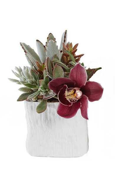 Succulents & Orchid