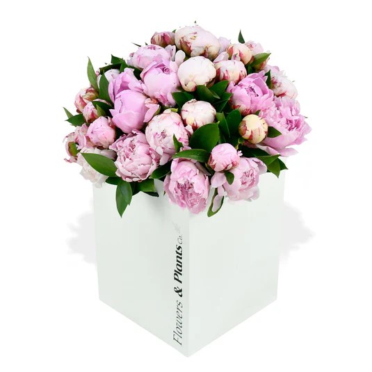 Original by Flowers & Plants Co — flowers available for delivery from Floom