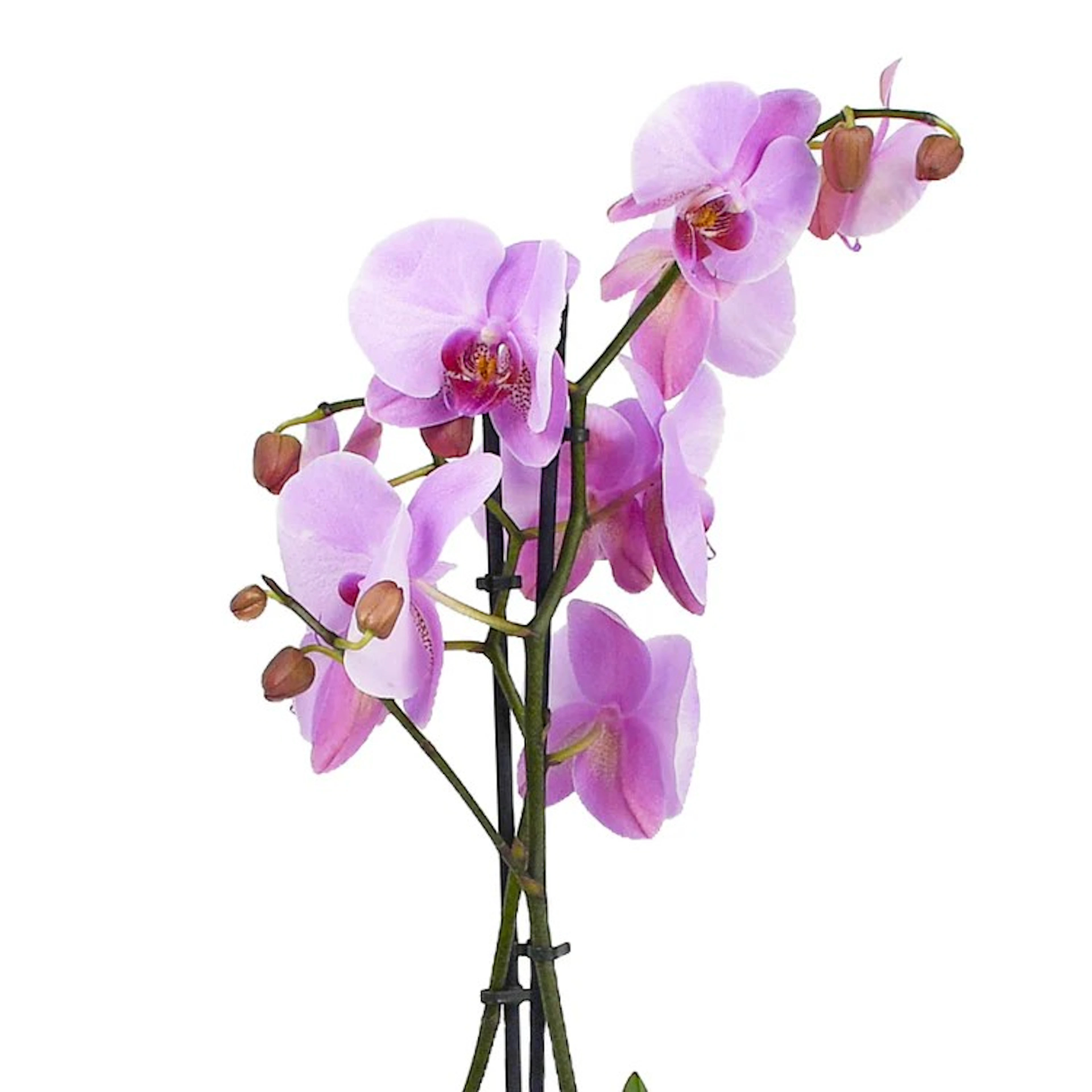 Original by Flowers & Plants Co — flowers available for delivery from Floom