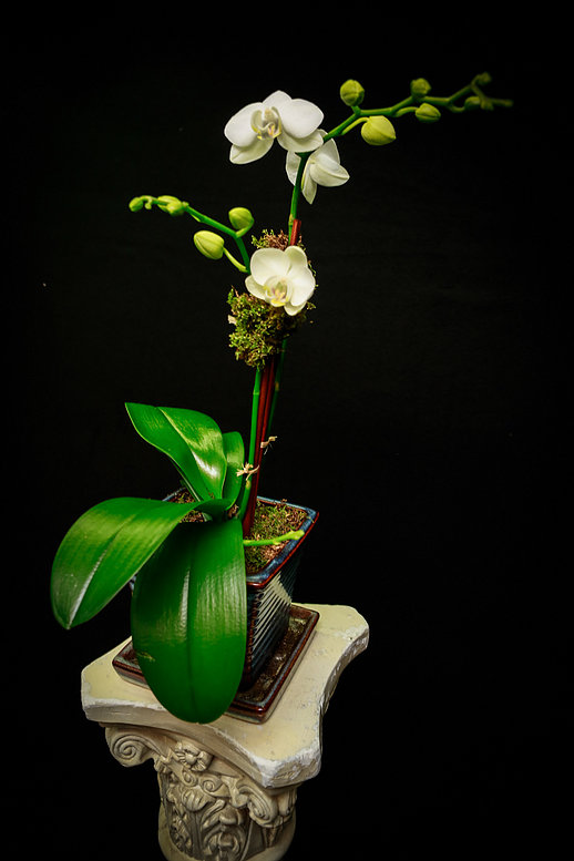 Single Orchid Plant