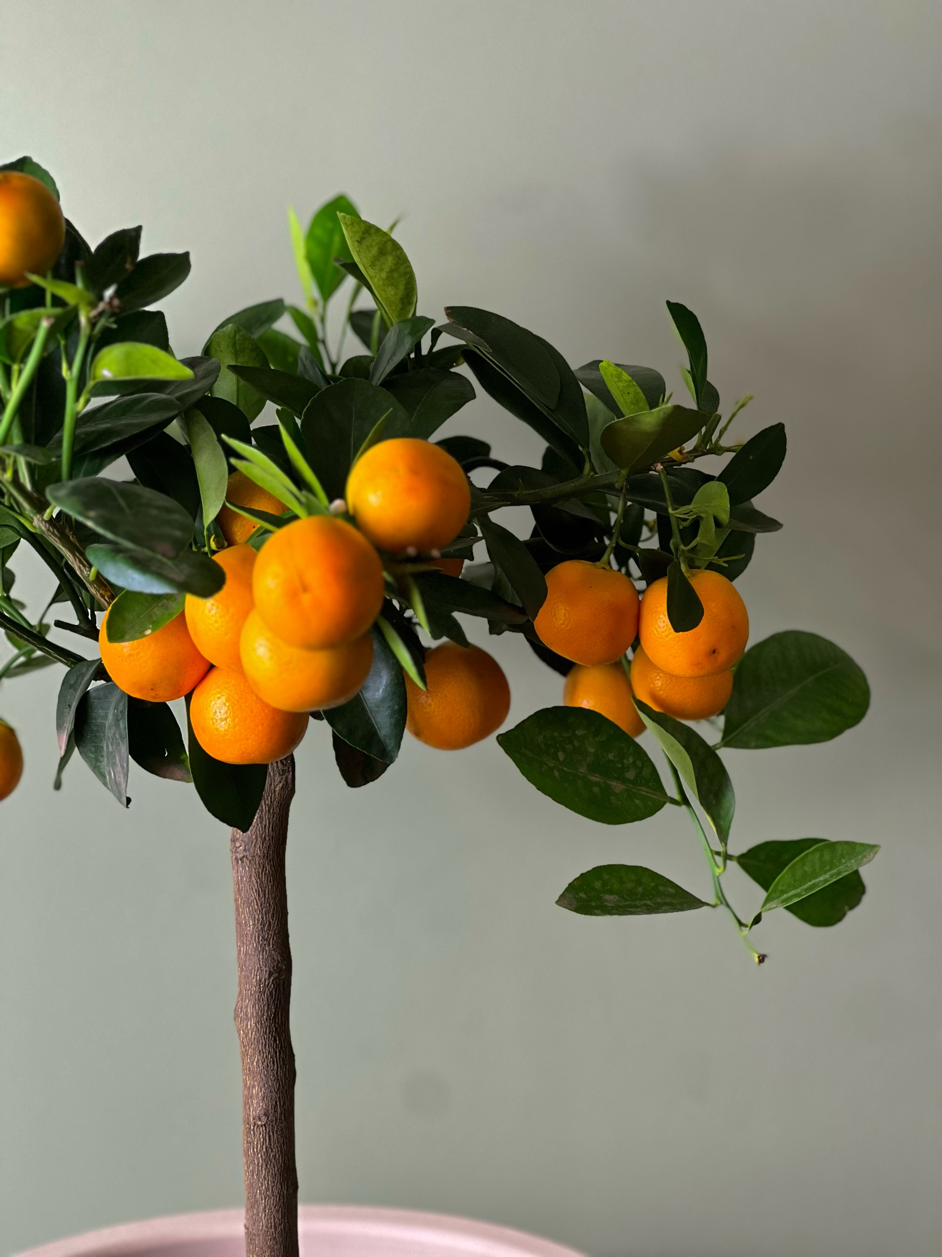 Calamontino