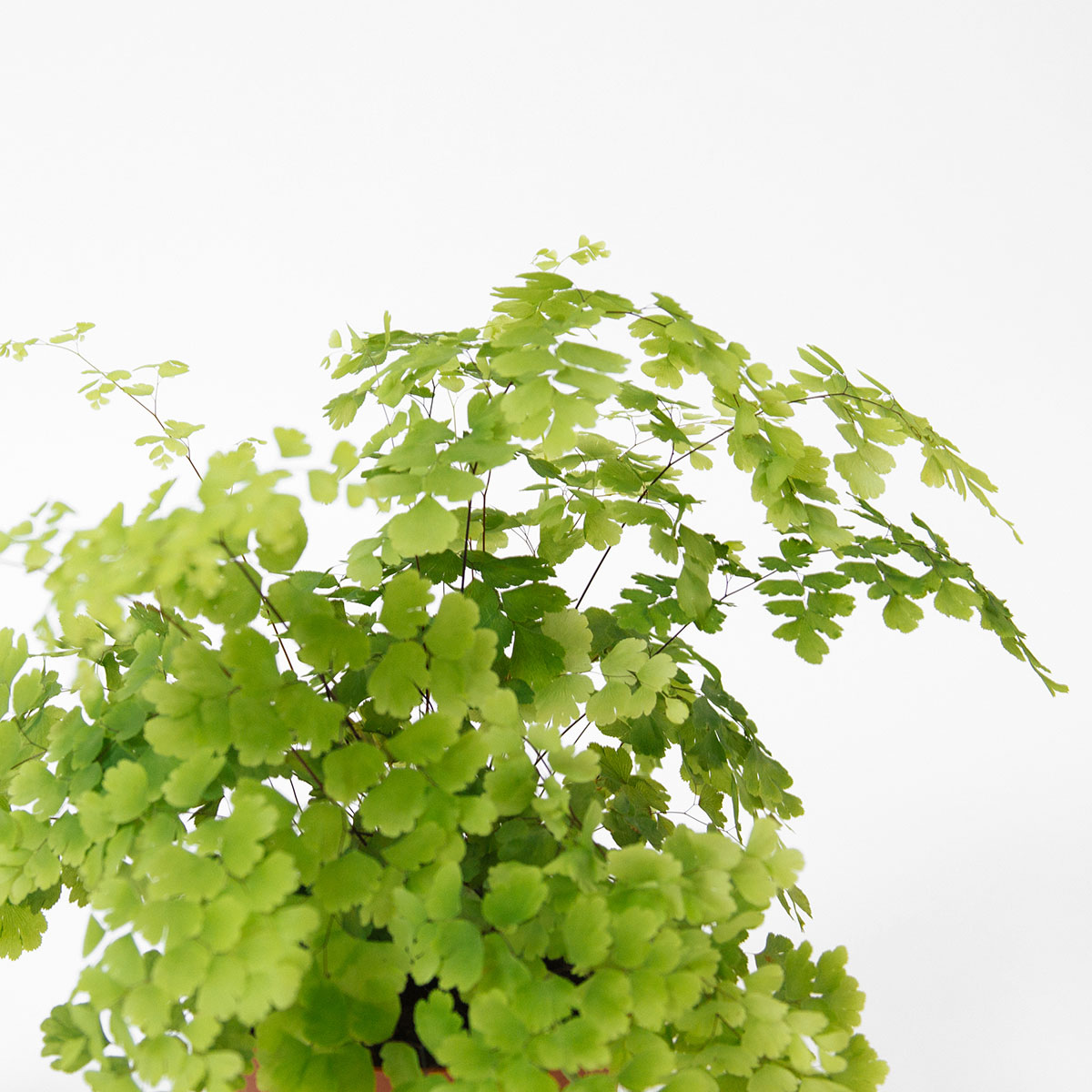 Maidenhair fern
