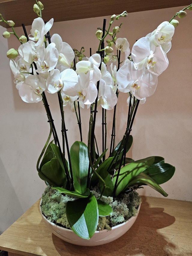 orchids paradise
