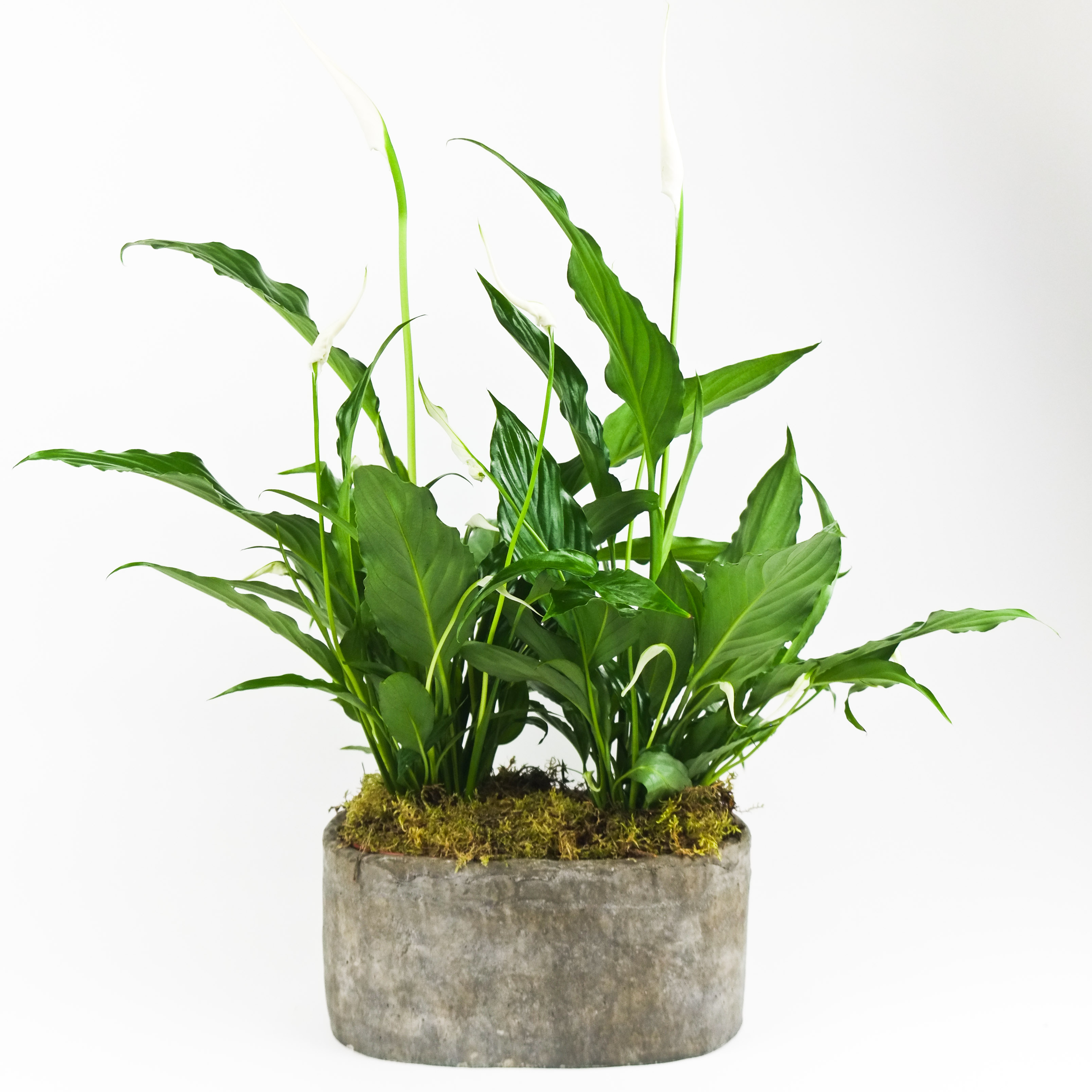 Rustic Peace Lily (D)