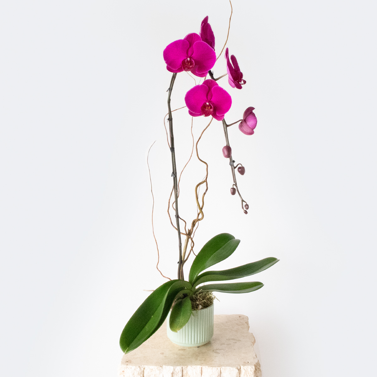 1 Stem Magenta Orchid