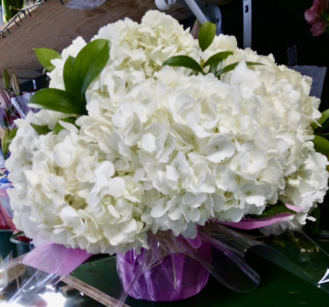 A dozen white hydrang