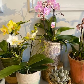 Orchid Planter