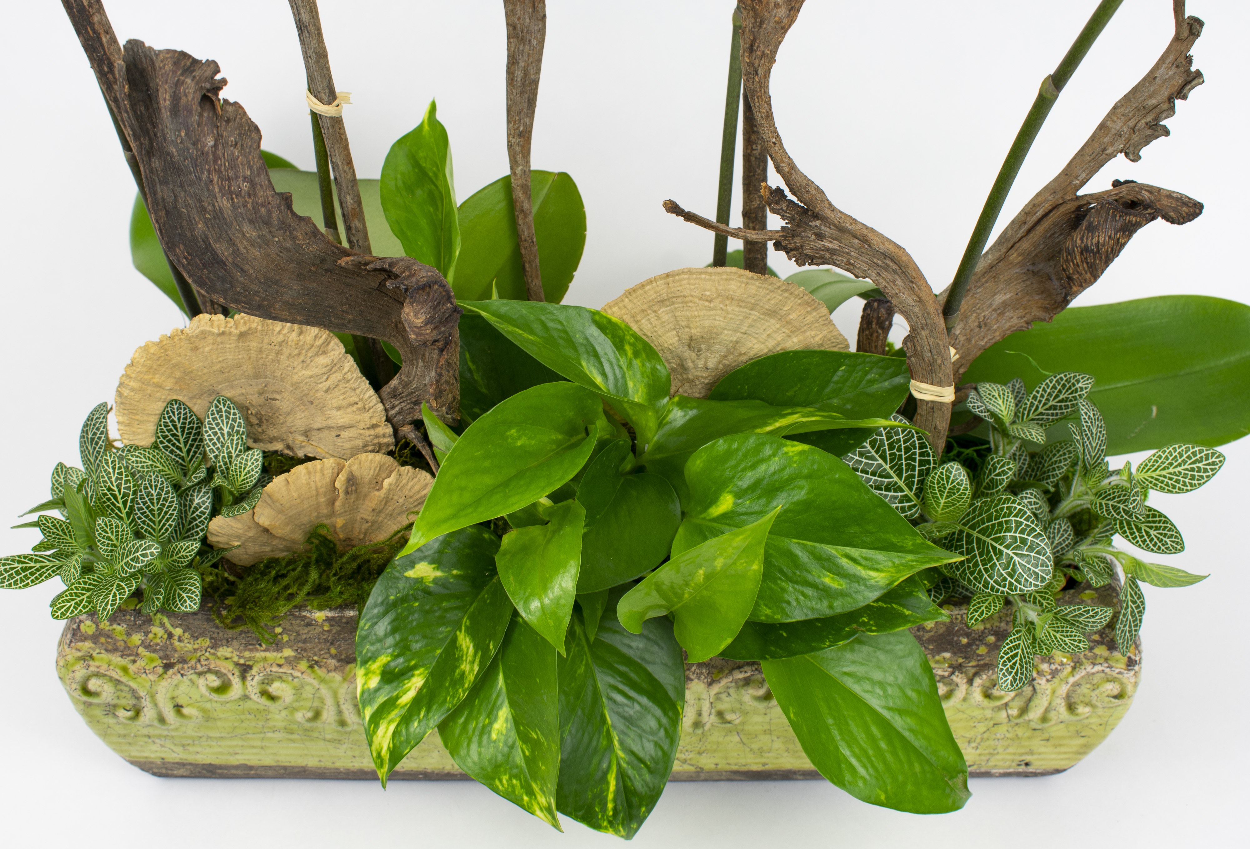 Golden Sunrise Orchid