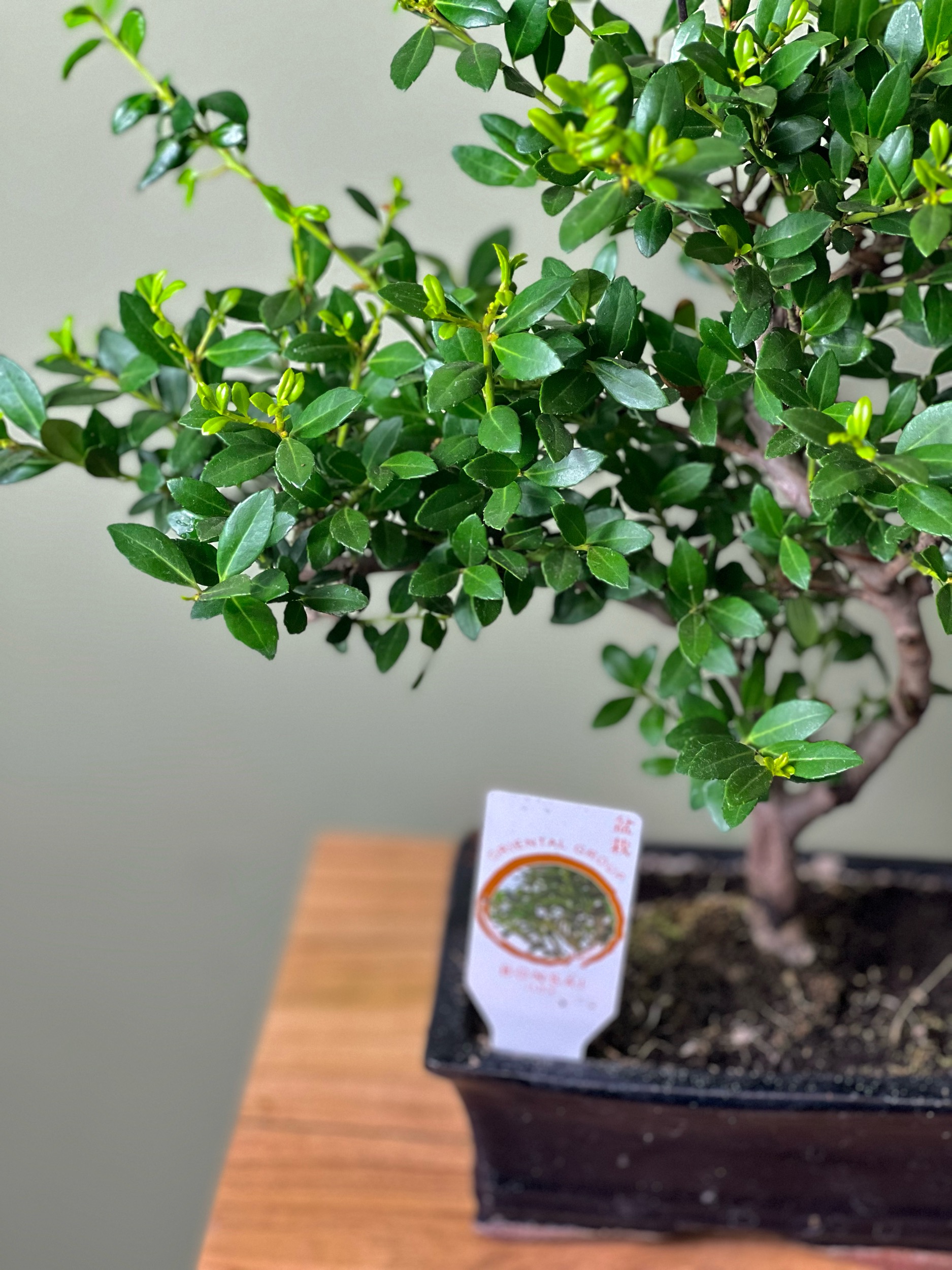 Small Bonsai