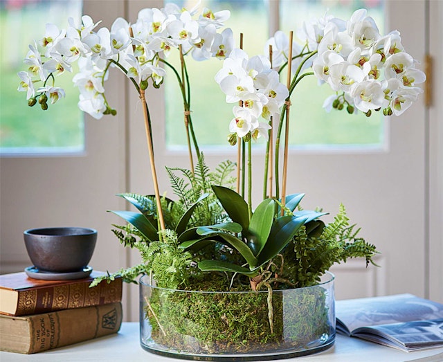 White orchids