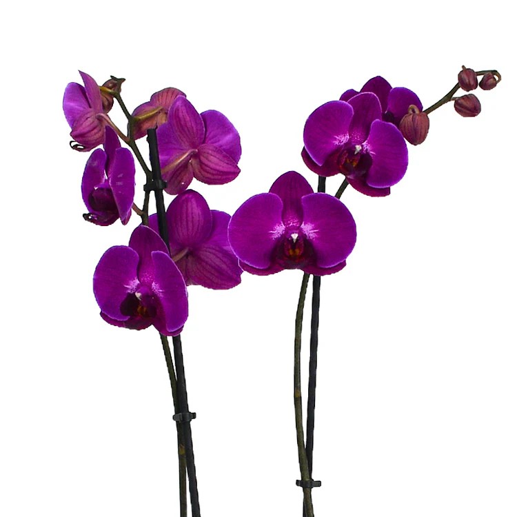 Original by Flowers & Plants Co — flowers available for delivery from Floom