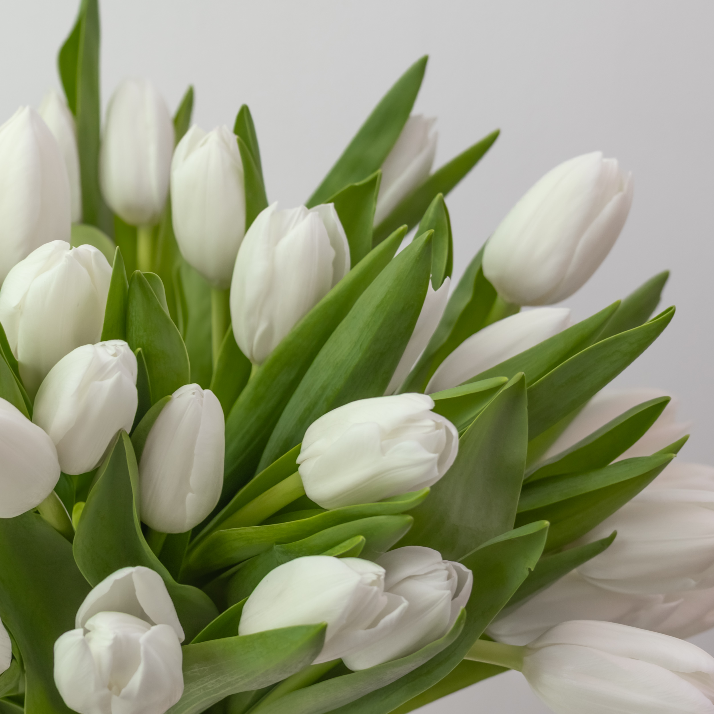 White Maison Tulips