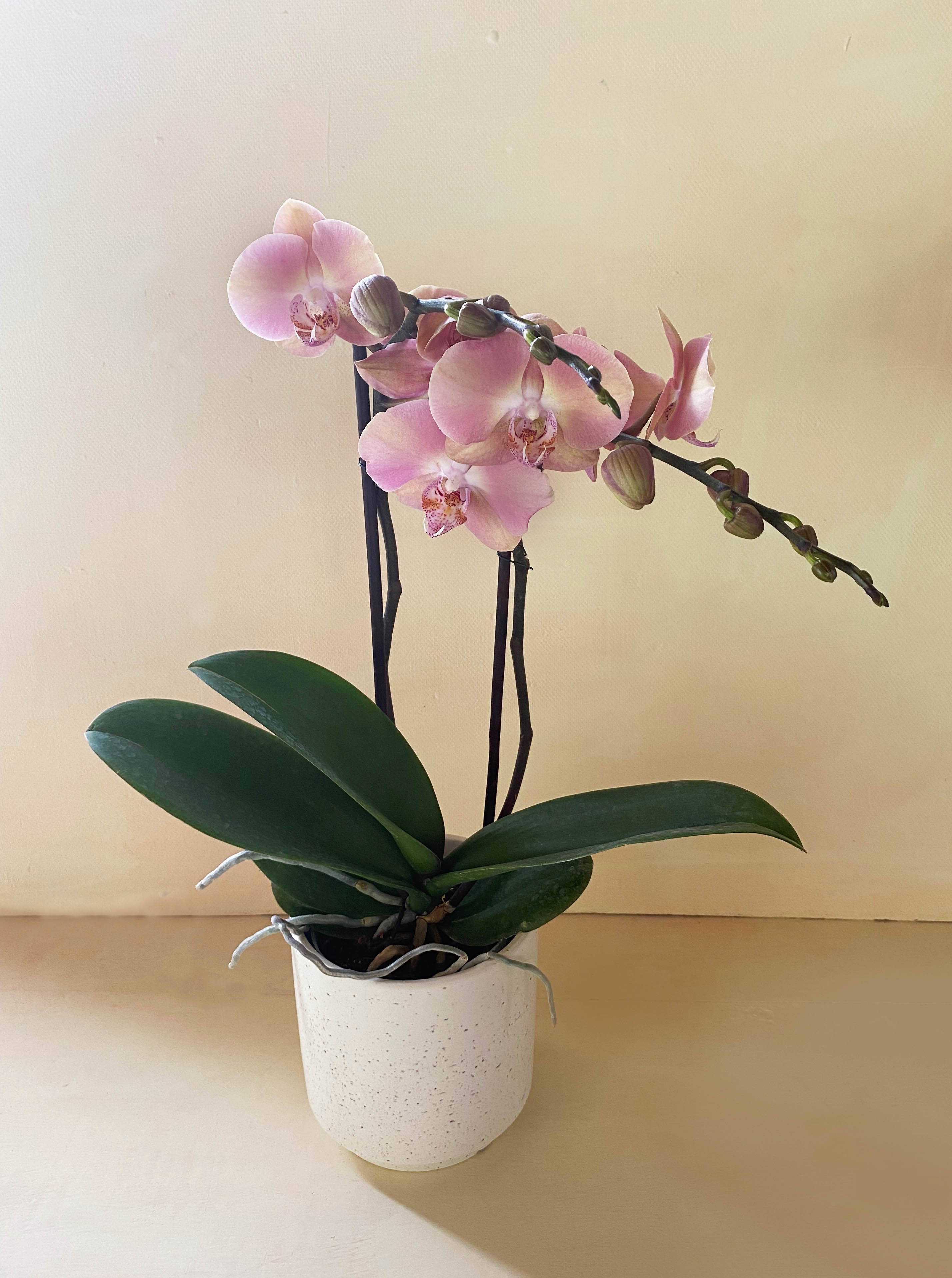 Mauve orchid